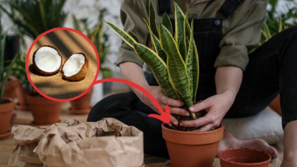 Colocar óleo de coco nas suas plantas