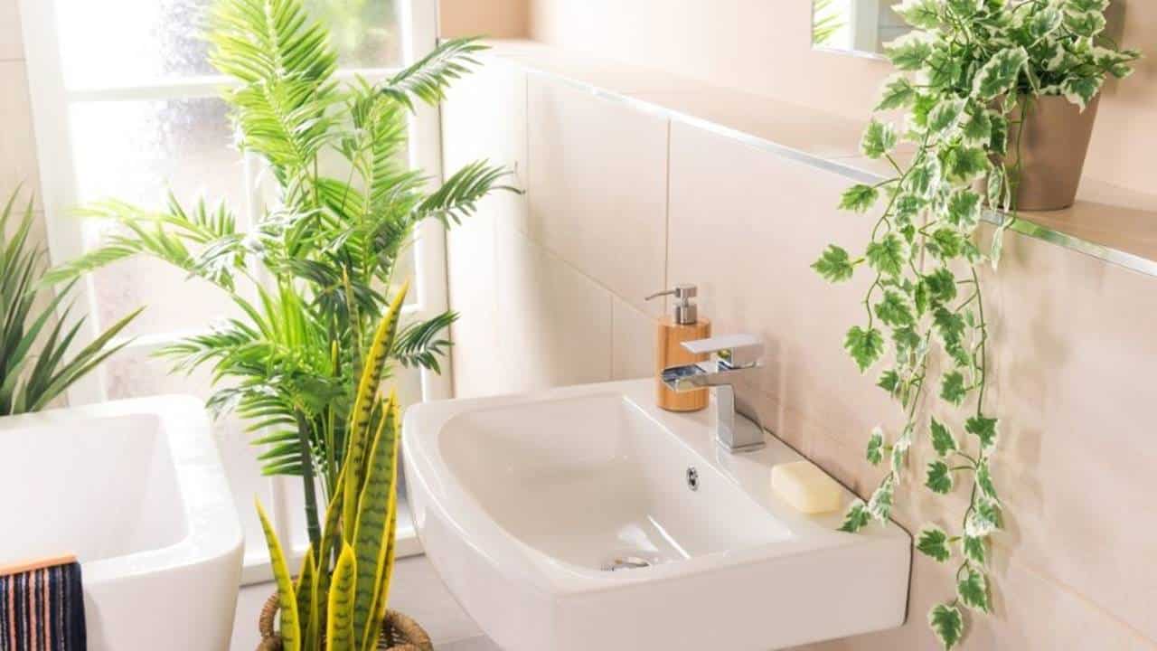 plantas aromatizadoras para o banheiro!