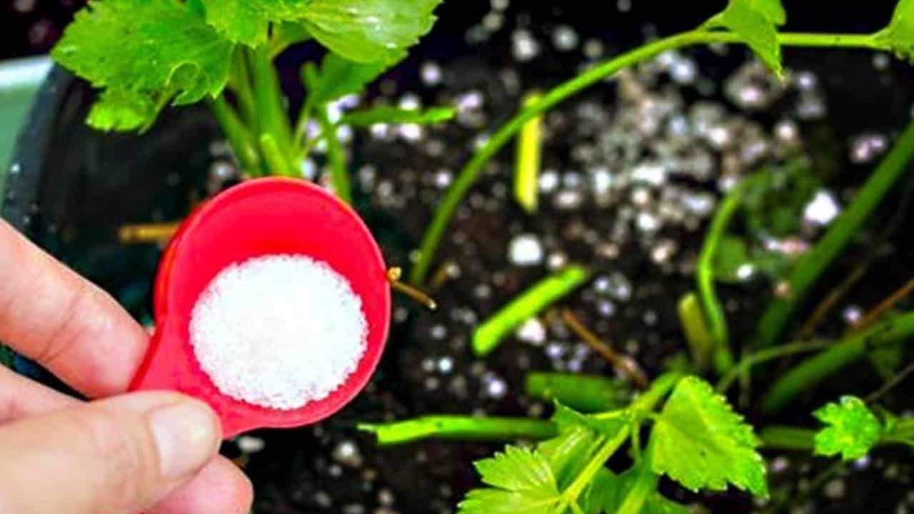 adicionar sal às plantas do seu jardim