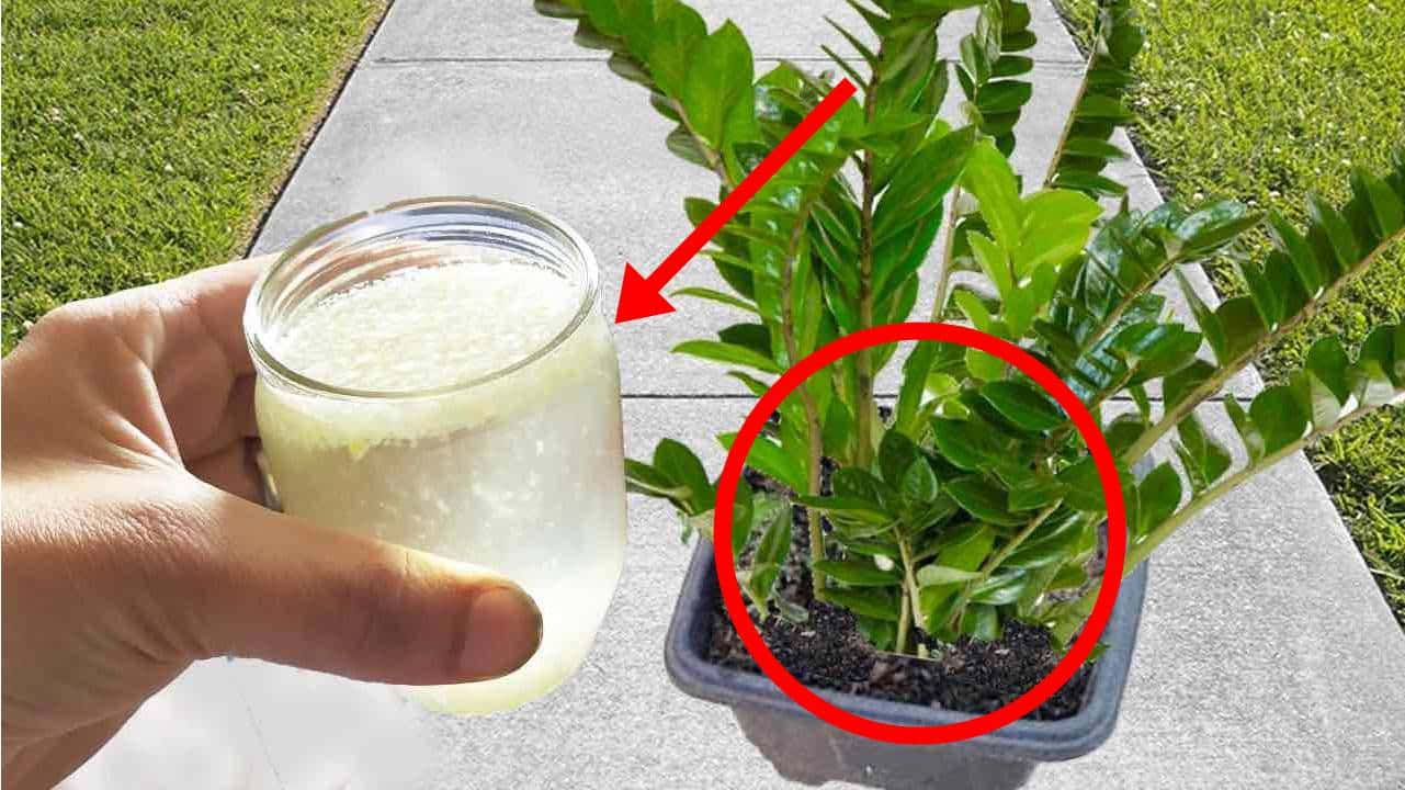 1 xícara disso para sua planta florescer