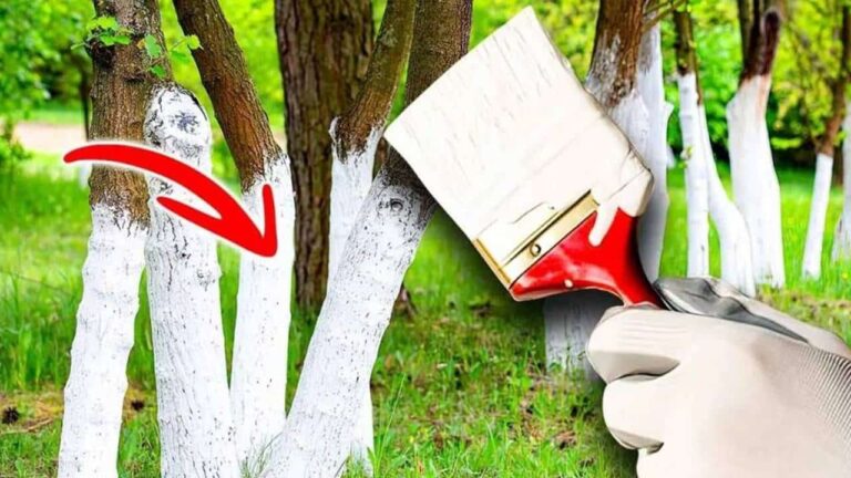 árvores são pintadas de branco?