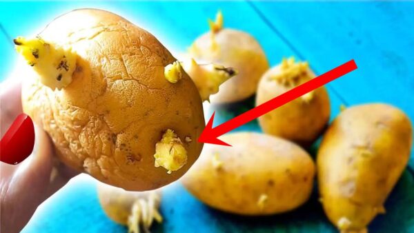 Se você ver isso nas batatas