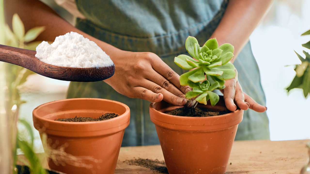 colocar bicarbonato de sódio nas plantas