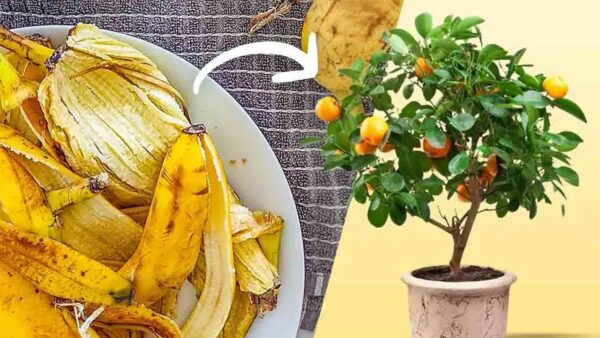 cascas de banana em suas plantas 