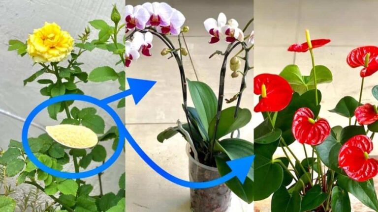 todas as suas plantas terão cada vez mais flores!