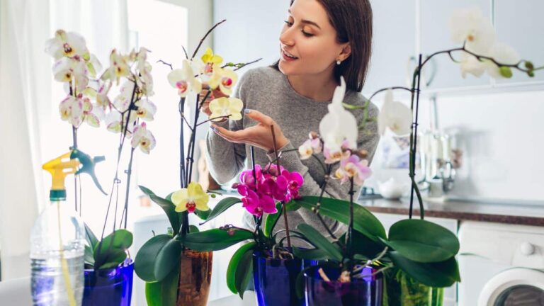 fazer suas orquídeas florescerem
