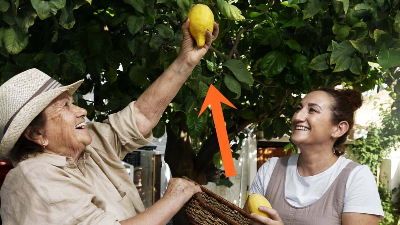 Esse fertilizante caseiro fará sua árvore