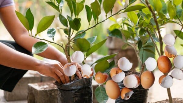 Fertilizante de café e ovo para plantas!