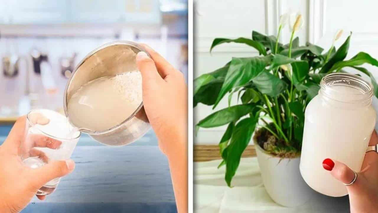 fazer um fertilizante natural para plantas?