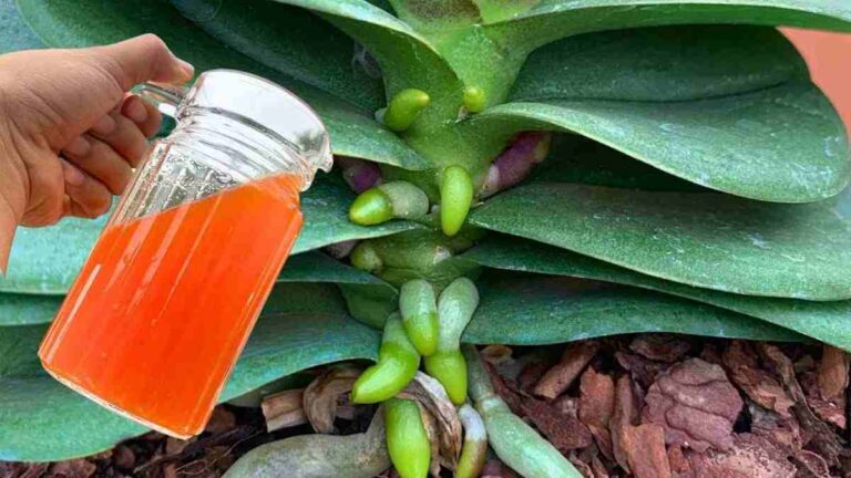 suas plantas florescerão o ano inteiro