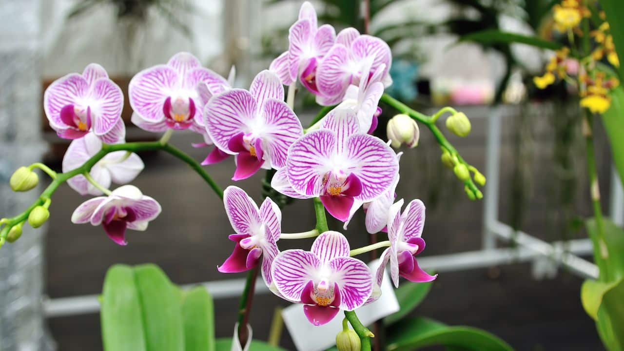 regar suas orquídeas e fazê-las florescer