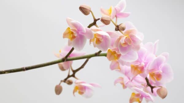 Ingredientes para usar como fertilizante para orquídeas