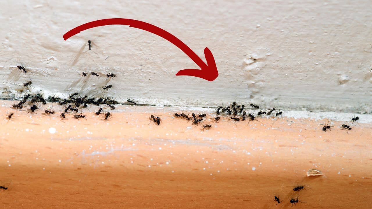 eliminar as formigas em UMA NOITE