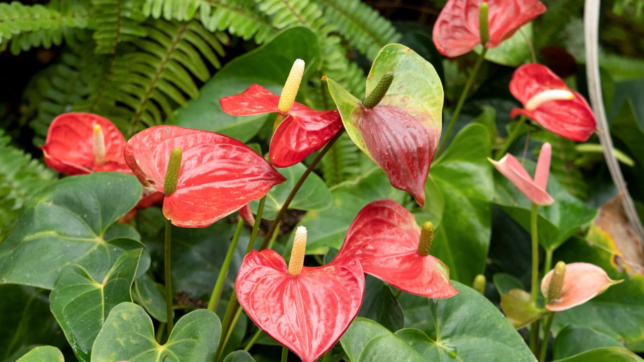 Como ter um jardim cheio de flores