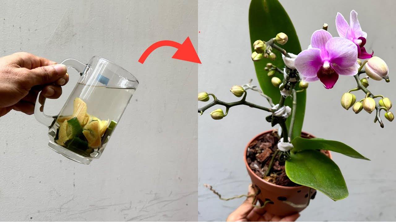 uma xícara deste líquido suas orquídeas
