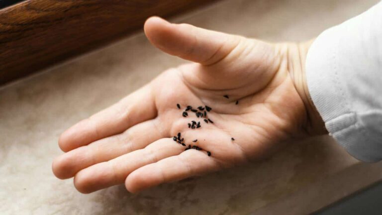 muriçoca mosquito semente