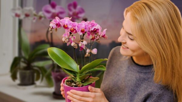 Coloque as orquídeas no local certo