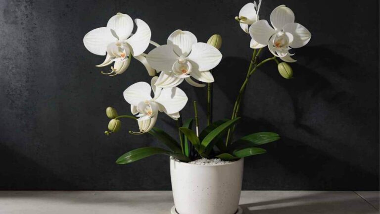 FERTILIZANTE para suas plantas florescerem