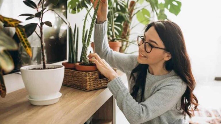 3 plantas atrair MUITO dinheiro