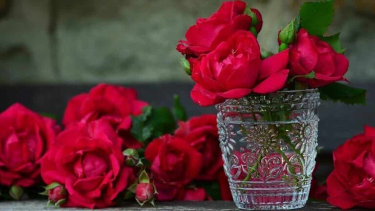 Plante uma rosa em um tomate