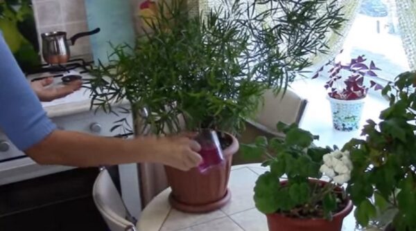 fertilizante para todas as plantas