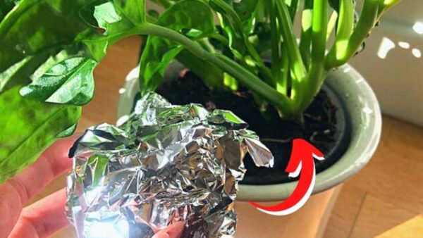 bola de papel alumínio em suas plantas