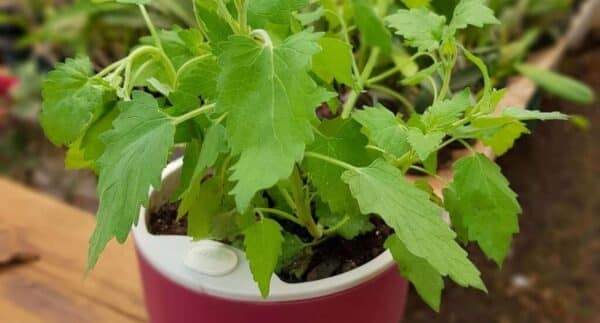 A planta infalível para eliminar as baratas