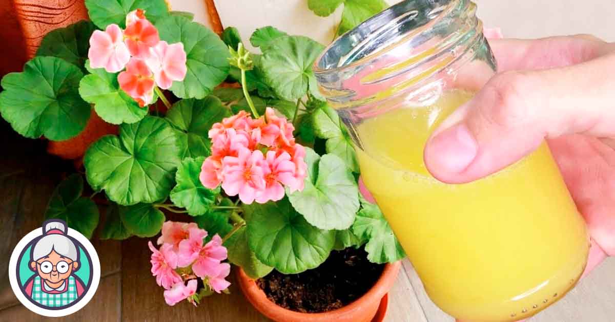 Aqui estão duas misturas eficazes para regar plantas domésticas e fazê-las crescer mais rápido