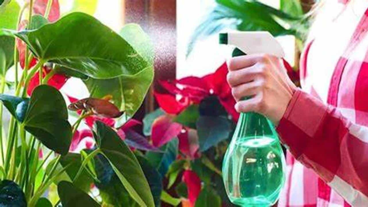 plantas se você borrifar água e vinagre