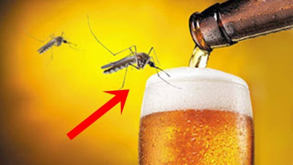 Beber cerveja mosquitos: