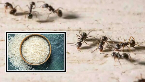 Truque do arroz cru para se livrar das formigas 