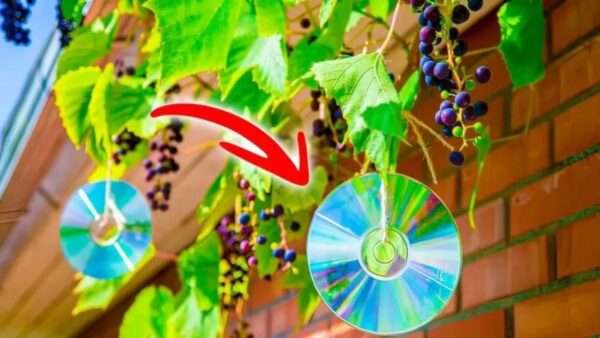  pendurar CDs nas árvores? plantas!