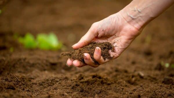 Solo ideal para suas plantas!