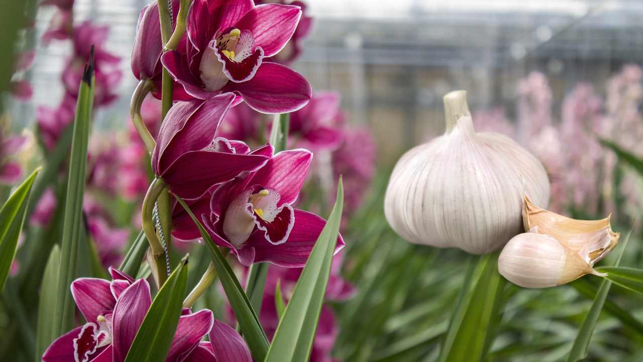 Por que colocar alho na orquídea?