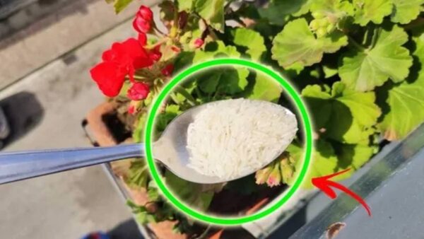 um fertilizante simples arroz açúcar plantas