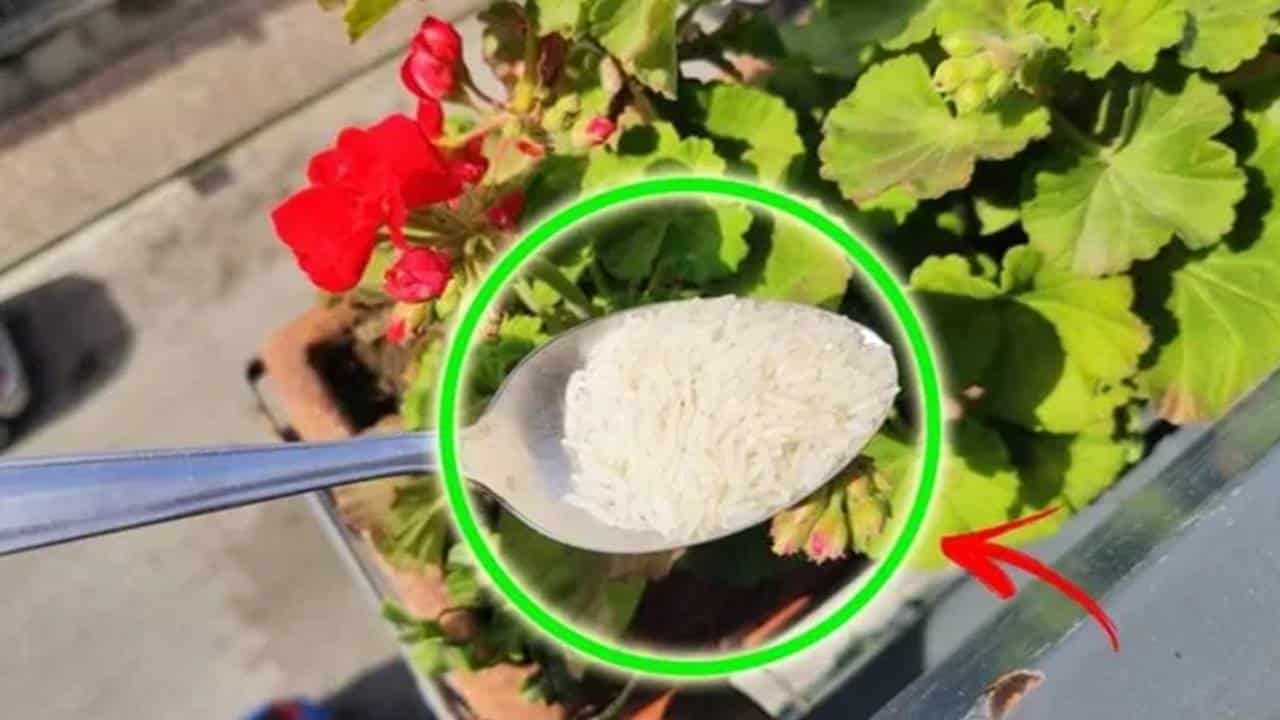 um fertilizante simples arroz