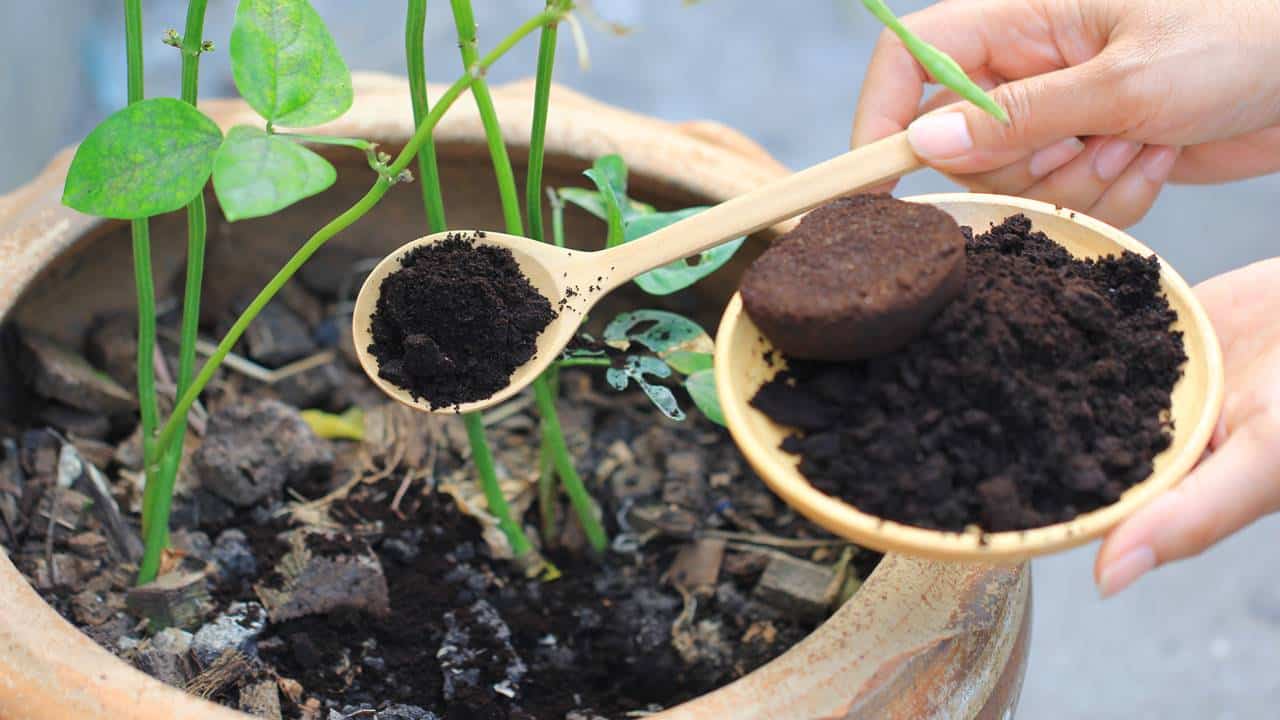 usos para borra de café nas plantas