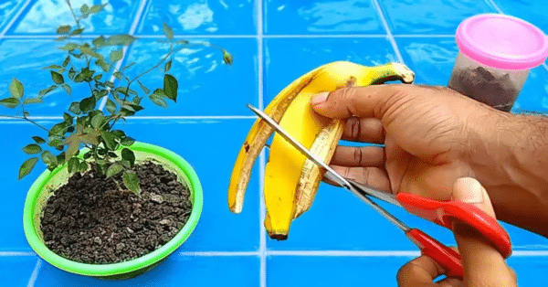 Casca de banana plantas