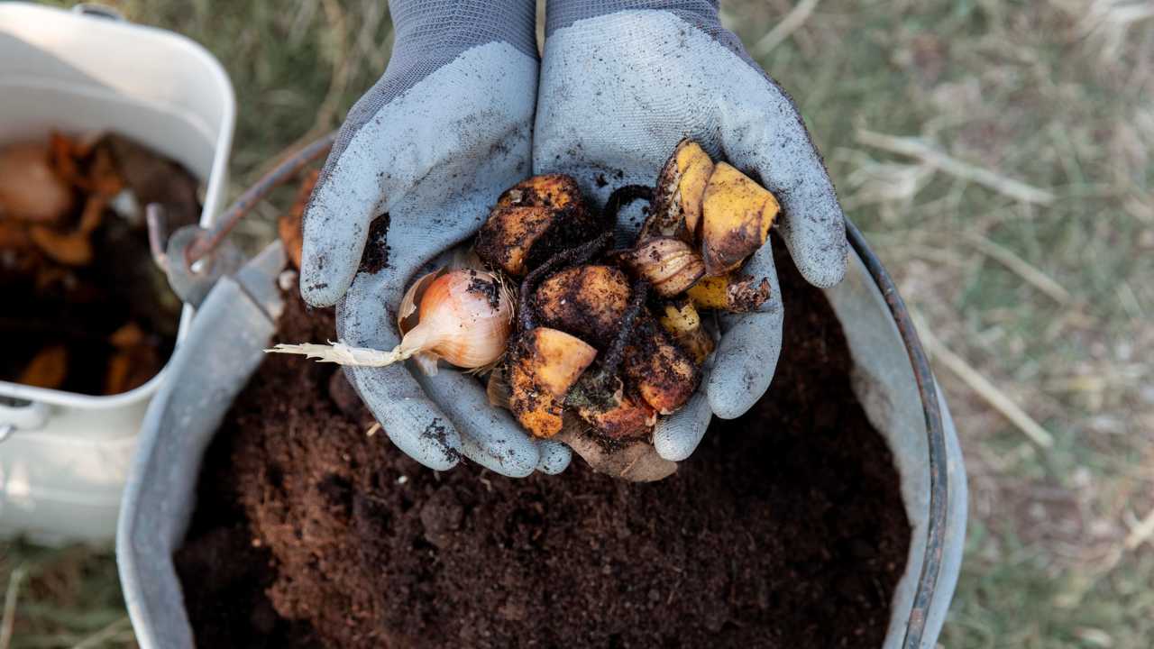 cascas de frutas para fertilizar plantas