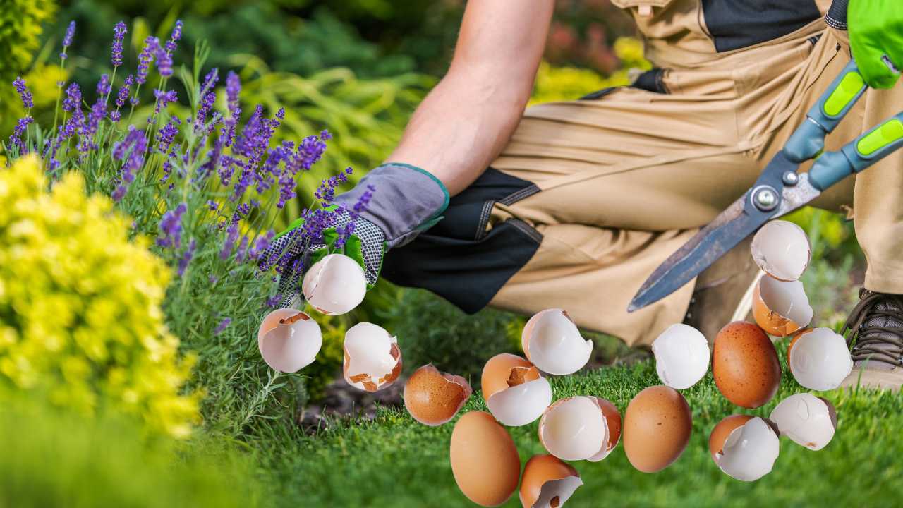 cascas de ovo para fertilizar o jardim