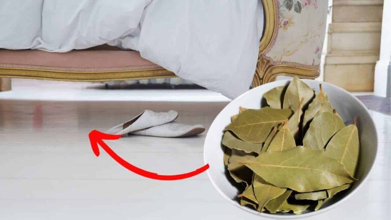planta embaixo da sua cama!