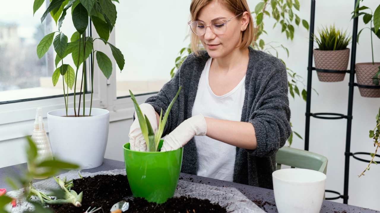 colocar açúcar nas plantas