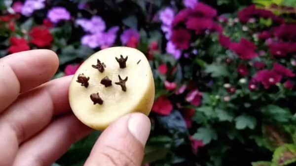 Suas plantas florescerão COMO NUNCA 