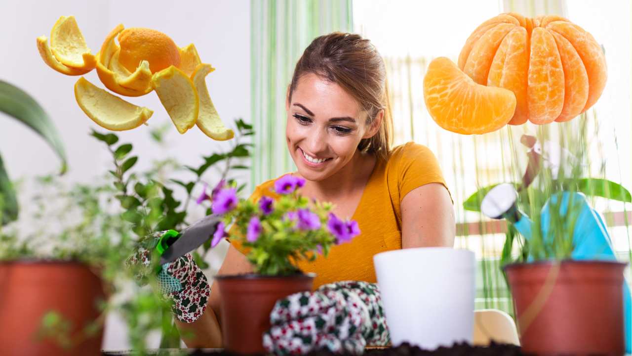 casca de laranja para as plantas