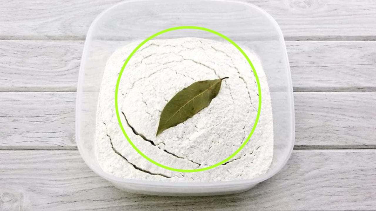 Usar folha de louro na farinha