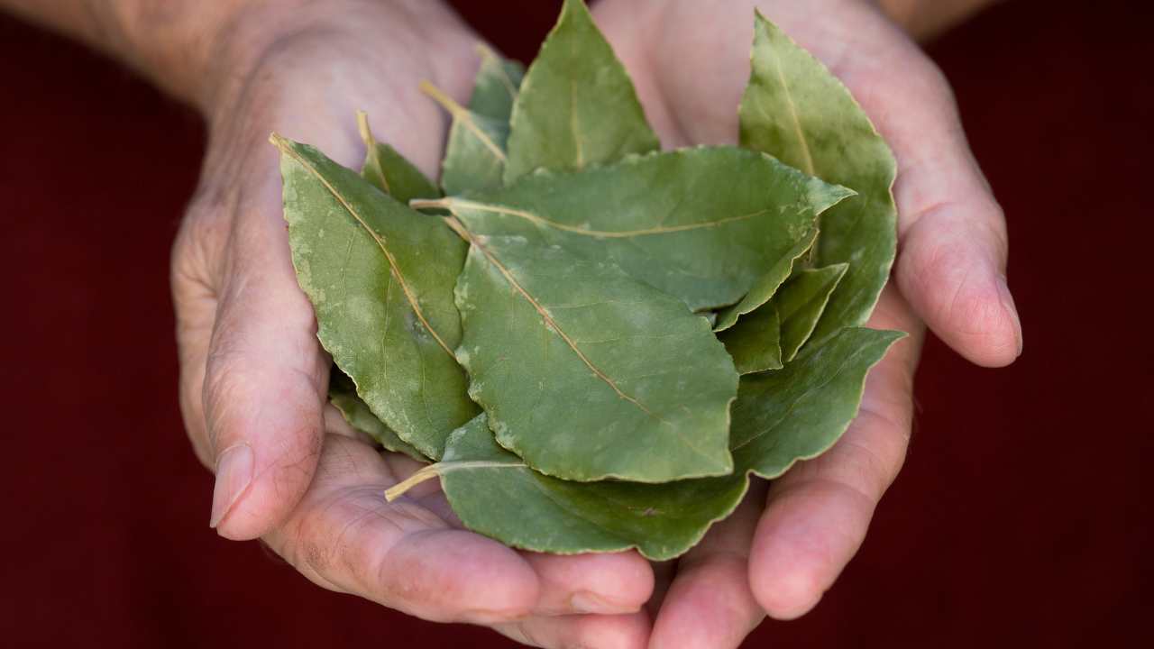 3 usos incríveis da folha de louro que você jamais imaginou