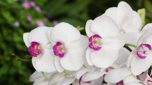 plantas orquídeas brancas lindas