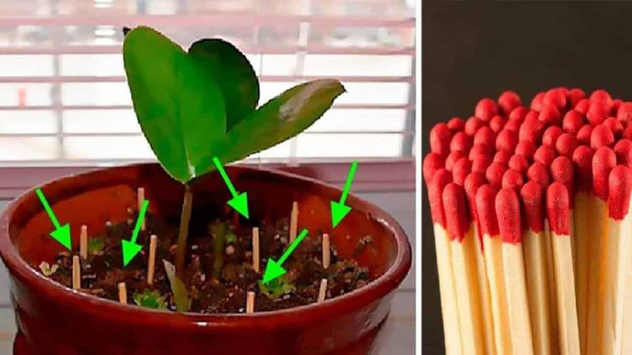 Por que você deve plantar palitos de fósforos em seus vasos de plantas?