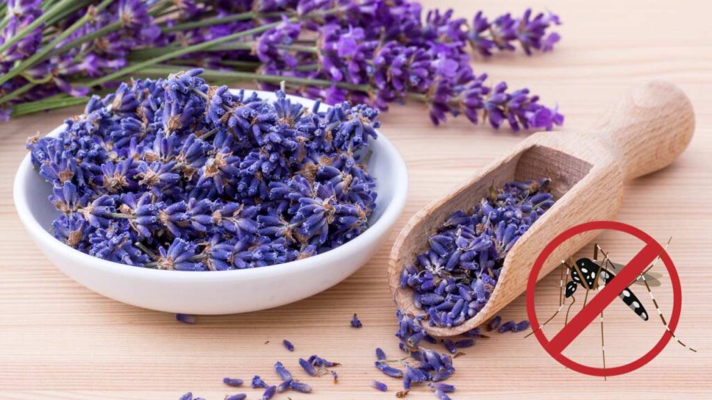 planta lavanda contra insetos