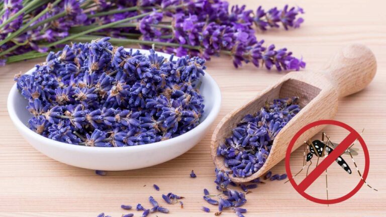 planta lavanda contra insetos